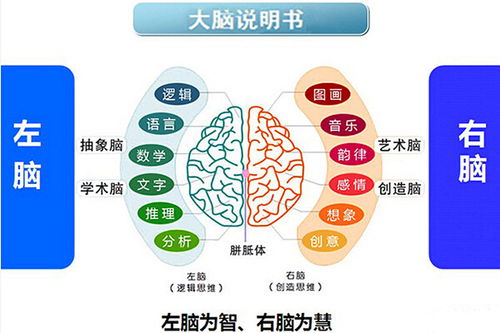 全脑教育加盟成本解析 总投资10.51万元的可行性分析